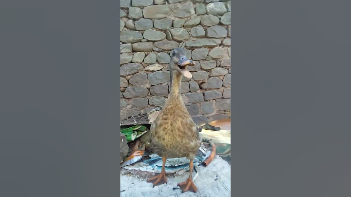 Duck sound 🦆 #shorts Please subscribe 🙏