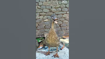Duck Sound Shorts Please Subscribe 