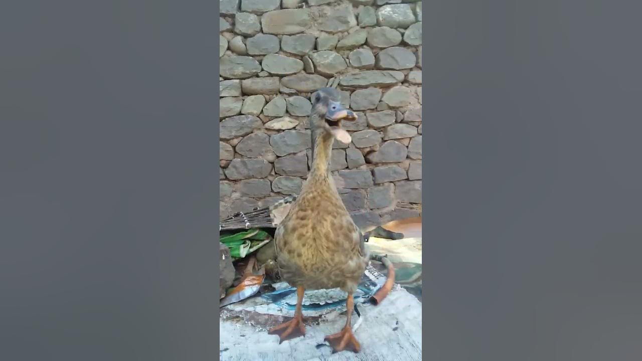 Duck sound 🦆 #shorts Please subscribe 🙏