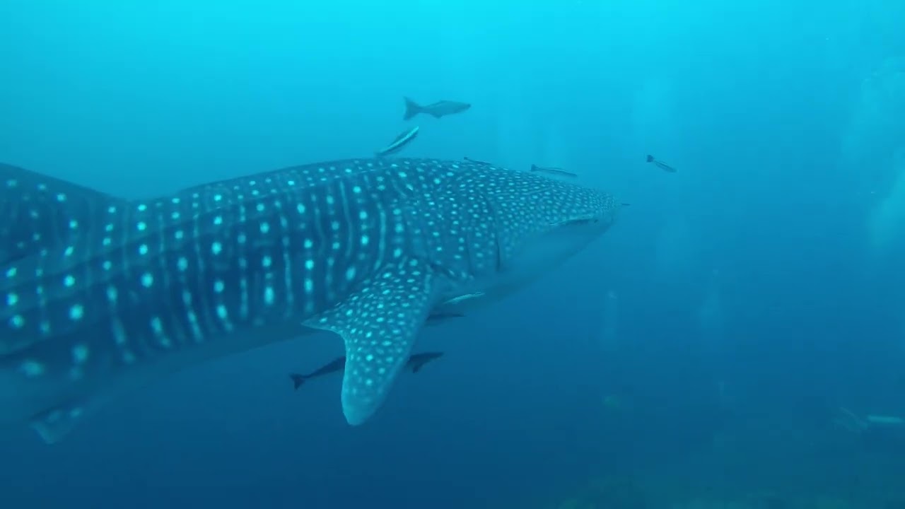 Phuket Scuba Diving in Thailand