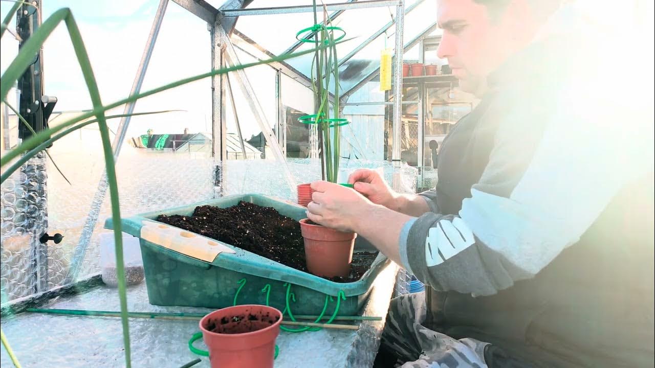 Potting up heavy onions and Sowing the quality onions YouTube