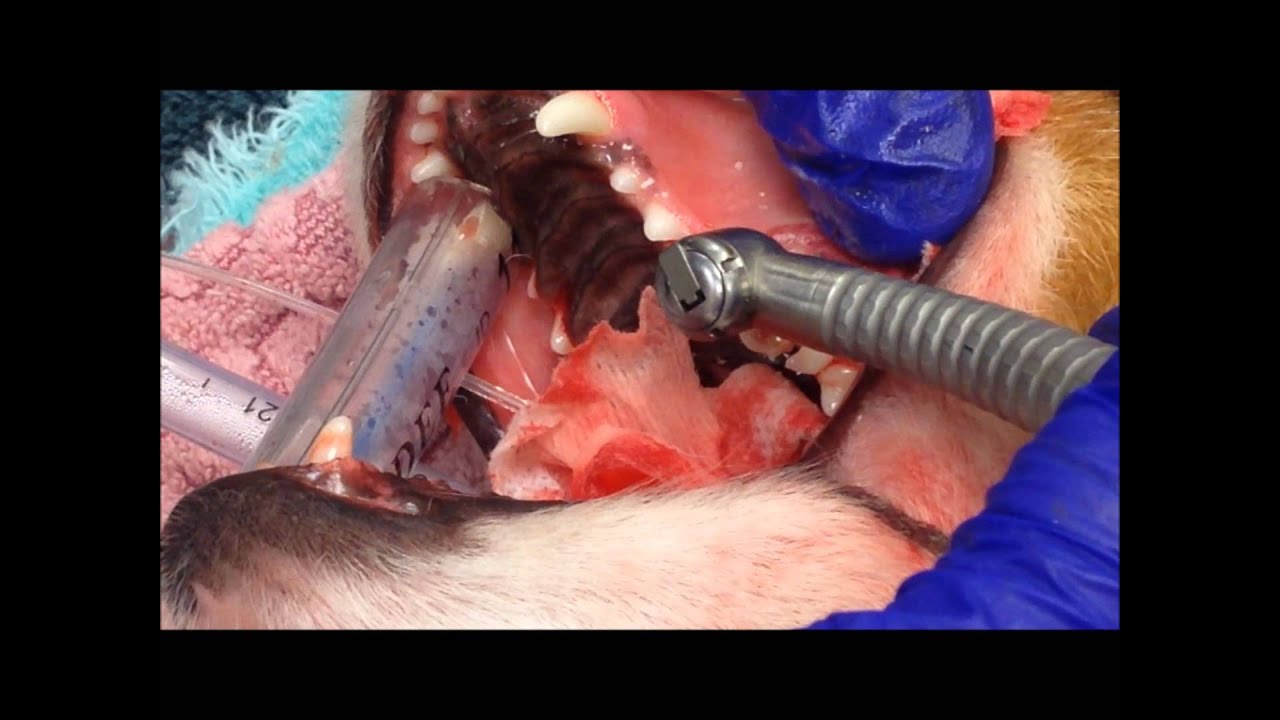 Surgical Tooth Extraction at Poulsbo Animal Clinic