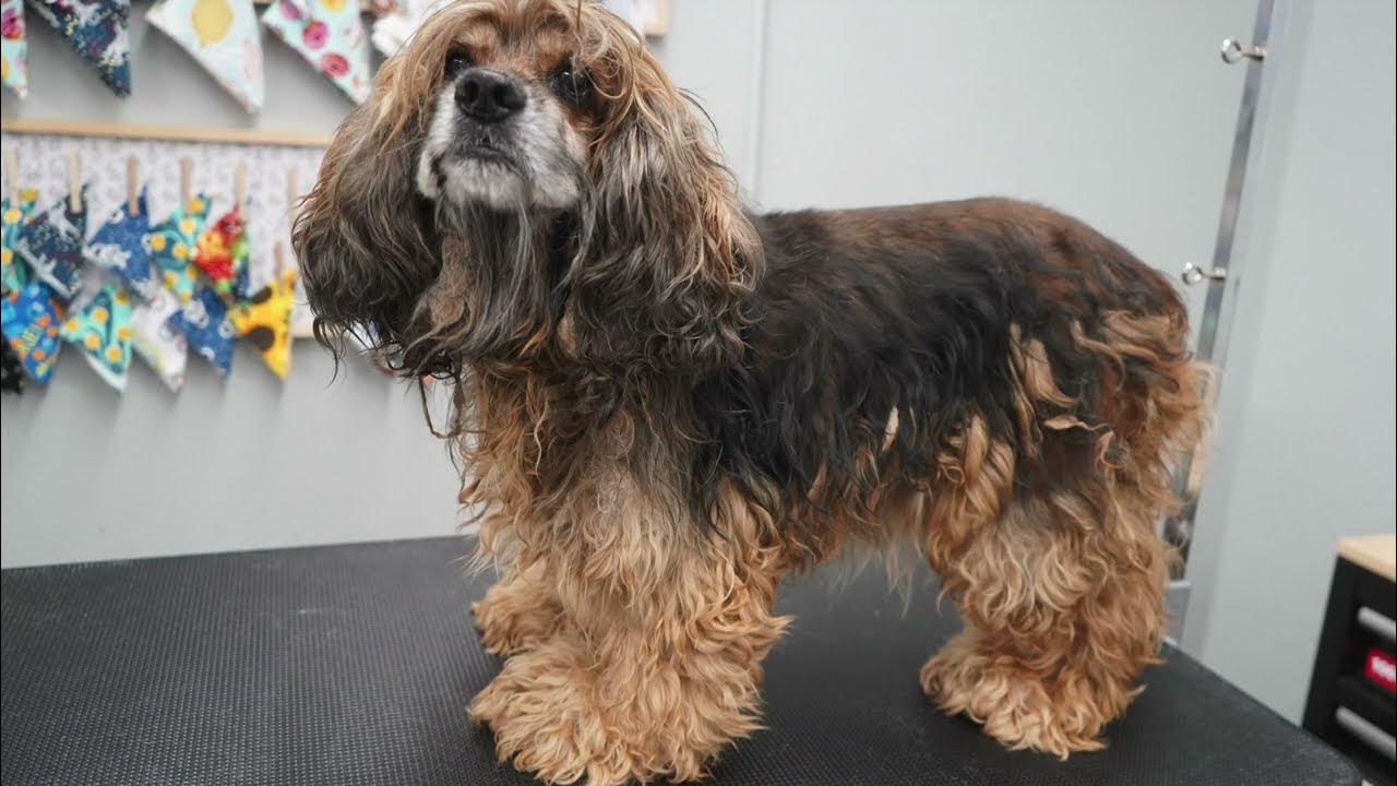 SEVERELY Matted Cocker Spaniel Transformation YouTube