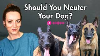Should You Neuter or Spay Your Dog? (A Research-Backed Guide)