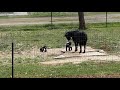 Goat babies running &amp; playing. They are only 4 days old! #babygoats #goatbabies #playtime #babies