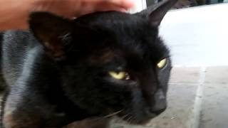 渡船場の待合室で雨宿りする野良黒猫が可愛すぎる。