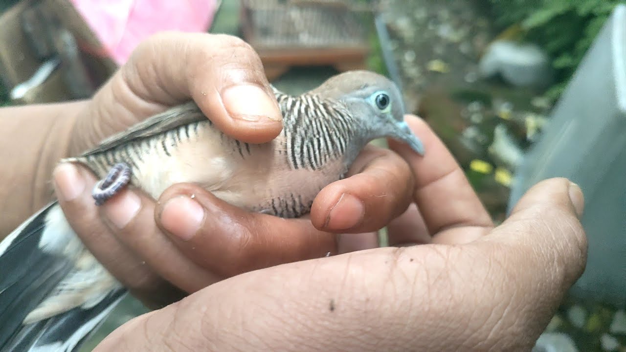 PERKUTUT LOKAL ALAM SUARA ANGGRONG 