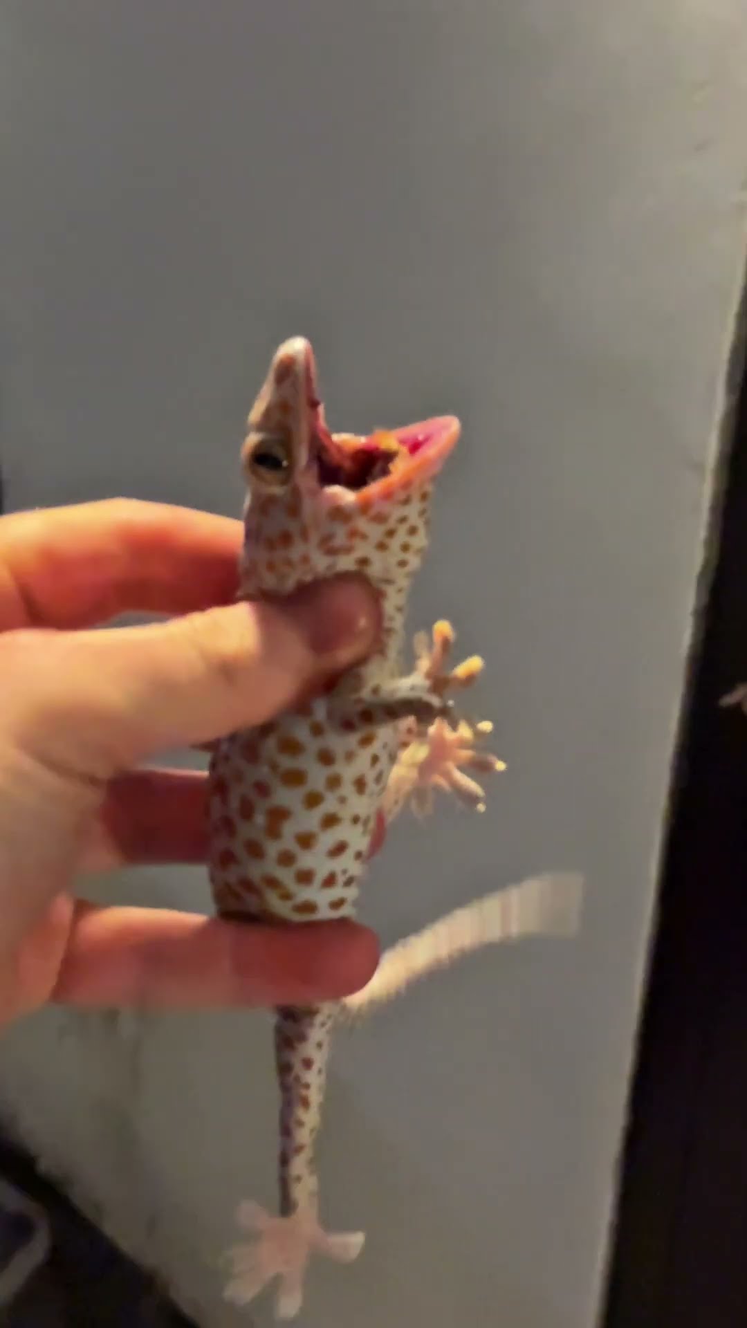 Captured Gecko Vocalizes || ViralHog