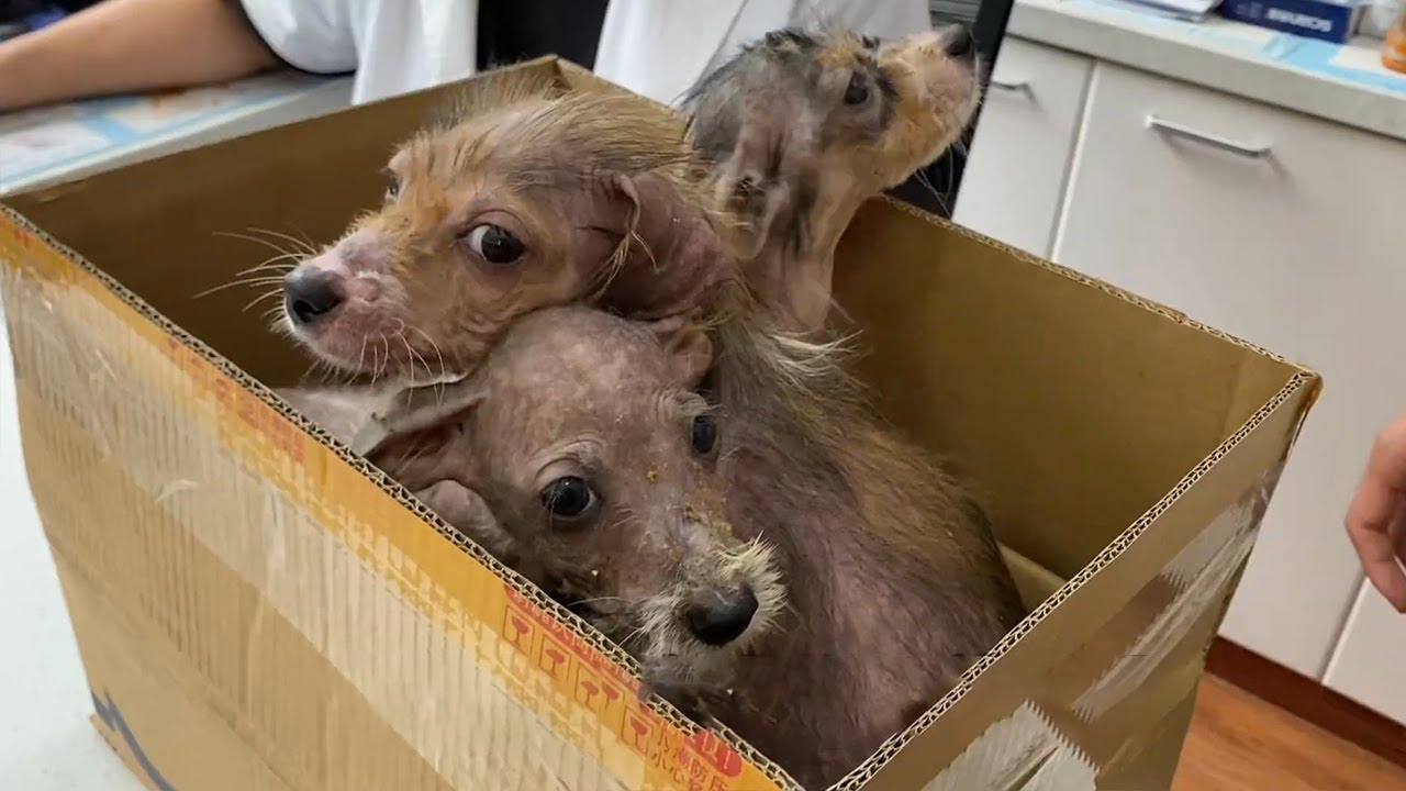 3 Dogs Were Thrown Into The Trash Can Because They Were Ugly, Changed