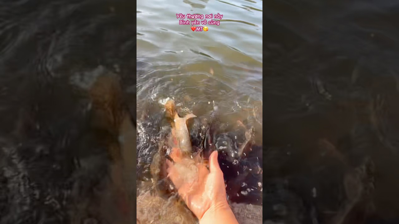 Yêu nơi này vô cùng 😍 #binhyen #nature #animals #fishing #nhachaymoingay #health