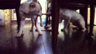 DSCF0339.AVI