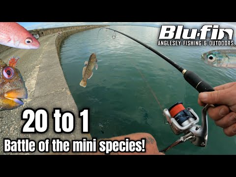 FISHING THE BLUFIN 20 - 1 "mini match" | SEA FISHING UK HOLYHEAD BREAKWATER