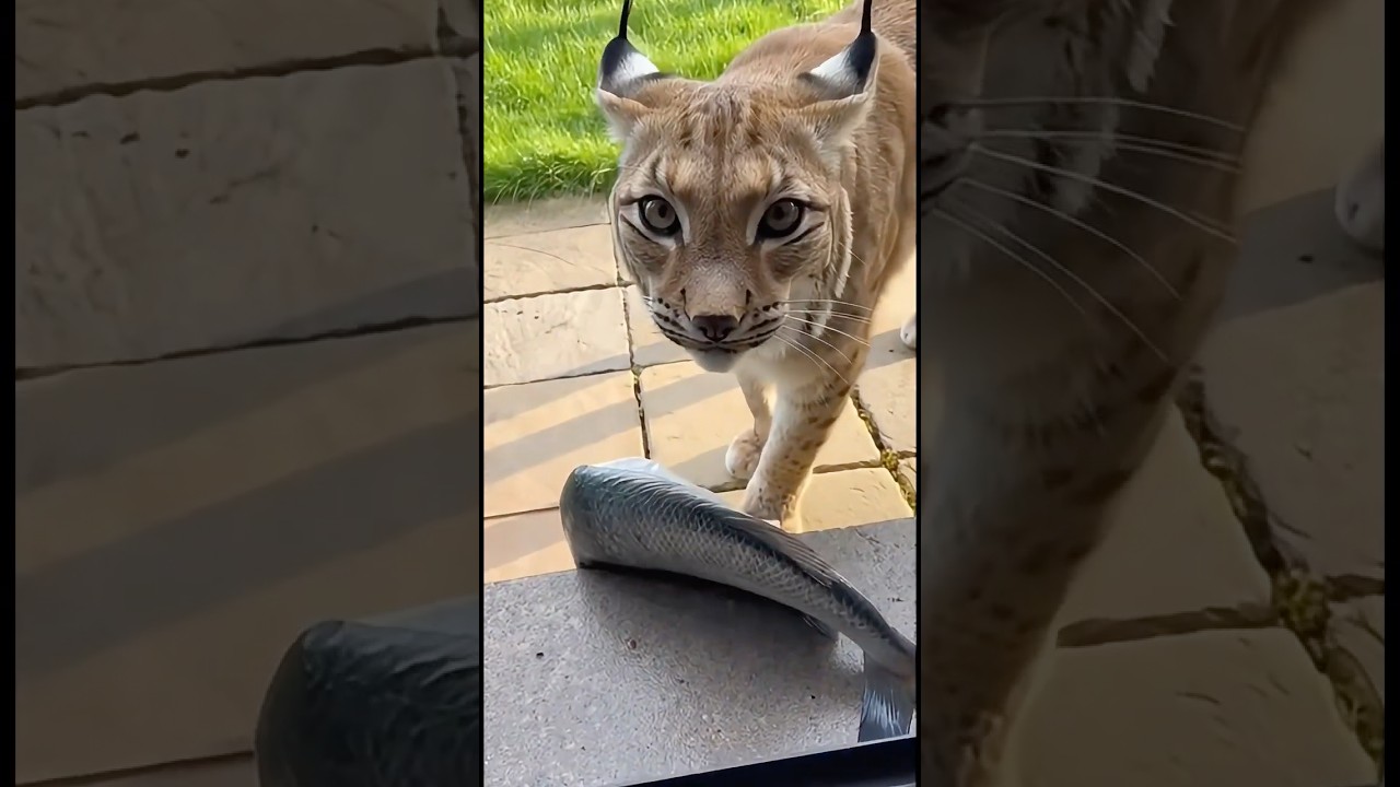 A Brave Golden Retriever Rescued a Helpless Lynx Cub! 🐾✨