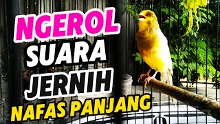 Pancingan Kenari Gacor Ngerol Panjang Cocok buat Masteran murai batu & #kenari Paud SUSAH BUNYI