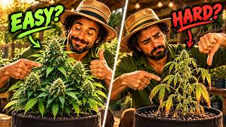 Easy vs. Hard Cannabis Strains: What Makes the Difference?