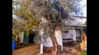 SOLD!Farm in the CITY! 1080m2 - Castelo Branco - Centro - Portugal. Price: 49.000€