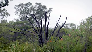 Destination WA - Northcliffe's Art and Cultural Heritage
