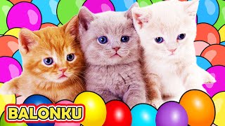 BALONKU ADA LIMA | LAGU ANAK POPULER | KOMPILASI KUCING LUCU BERMAIN BOLA