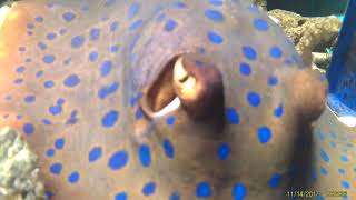 Masakan Eksotik Di Shifudo Live Seafood Cafe Garden Jakarta Selatan. Dine In & Delivery