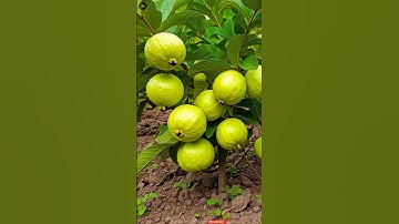 🌿Grow Guava Tree Faster with These Simple Tips! #shorts #guava #fruittree