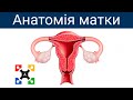 Анатомія матки