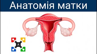 Анатомія матки