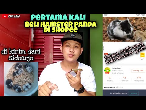 Video: Bagaimana Cara Membeli Hamster?