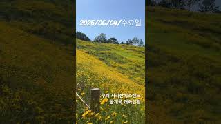 #구례지리산치즈랜드 #지리산치즈랜드금계국 #금계국개화현황