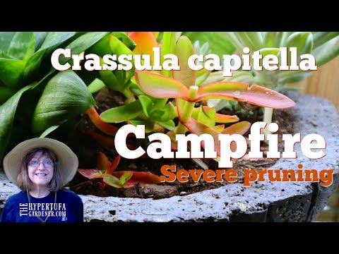 Etiolated Crassula Capitella Campfire - Let&#039;s Prune and Propagate!