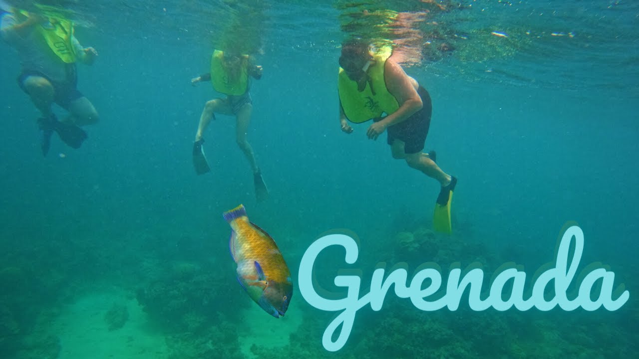 🐠 What do you see when Snorkeling in Grenada??? 🤿 YouTube