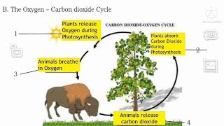 oxygen and carbon dioxide cycle - YouTube