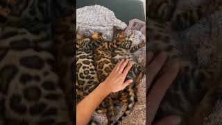 Don't Get a BENGAL CAT! Unless...#shorts #cat #catlover #kitty #short #animals #exotic