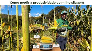 COMO SABER A PRODUTIVIDADE DE SUA ROÇA DE MILHO SILAGEM DO JEITO MAIS FÁCIL QUE VOCÊ JÁ VIU. 