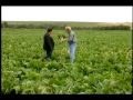 Alberta sugar beet growers the spot for sugar