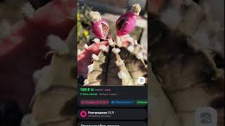 Мои семена на ОЗОН #кактус #cactus #plants #садоводничество #растения #хобби