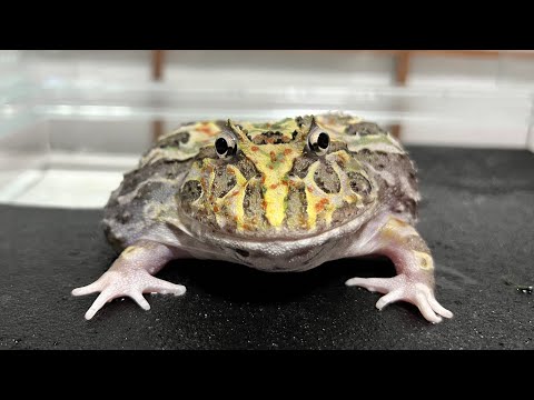 ツノガエルを飼うのに最適なケージを発見しました