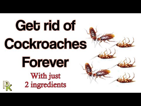 How to get rid of Cockroaches in your home with just 2 ingredients's Avatar