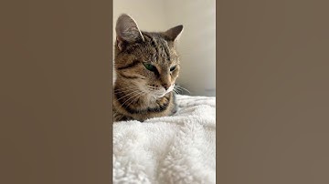 I’m not lazy, I’m just on energy-saving mode #reels #shortvideo #cat #cute #animals