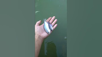 Cá sặc bướm hay cá sặc điệp vậy các bạn #shorts