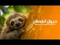 حيوان الكسلان هو أحد أبطأ وأغرب المخلوقات على وجه الأرض كويست عربية Quest Arabiya 