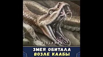 Рядом с Каабой обитала змея