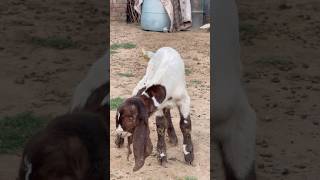 New born goat baby #goat #goatbabies
