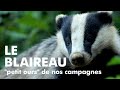 LE BLAIREAU, "petit ours" de nos campagnes (European Badger)