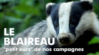 Le Blaireau Petit Ours De Nos Campagnes European Badger Youtube