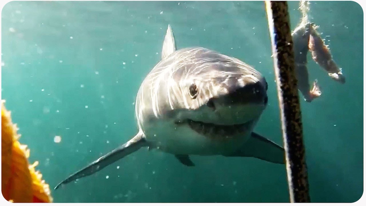 crashes on air Swimming EXTREMELY Close with Shark | Cage Dive