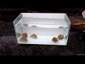【ガサガサ】海底の砂の中に潜む恥ずかしがり屋のカニを採集してみた【カラッパ】