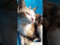 Funny Cat Shortsvideo