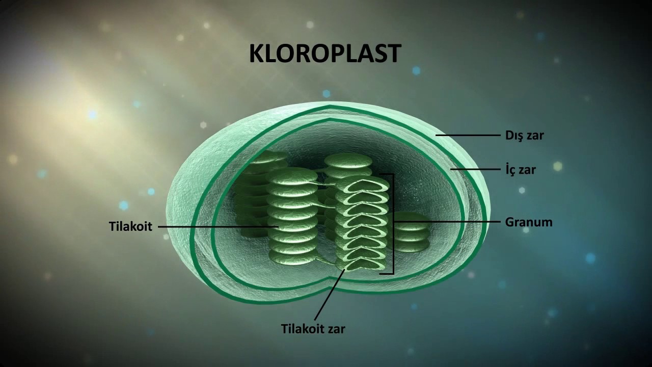 İdesa Biyoloji Dersi Eğitim Videosu Kloroplastın Yapısı