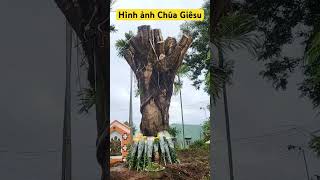 Cận cảnh khuôn mặt Chúa Giêsu ở gốc cây 🥰🥰🥰#radioconggiao