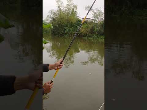câu đài gặp